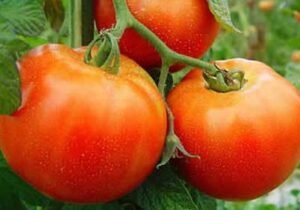 TOMATE AMERICANO