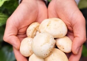 Hongos champiñones frescos